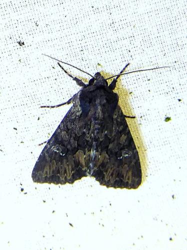 Réf. 309 737 : Mniotype solieri